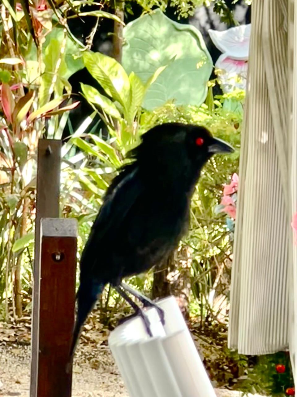 Black bird with a red eye perched in the garden