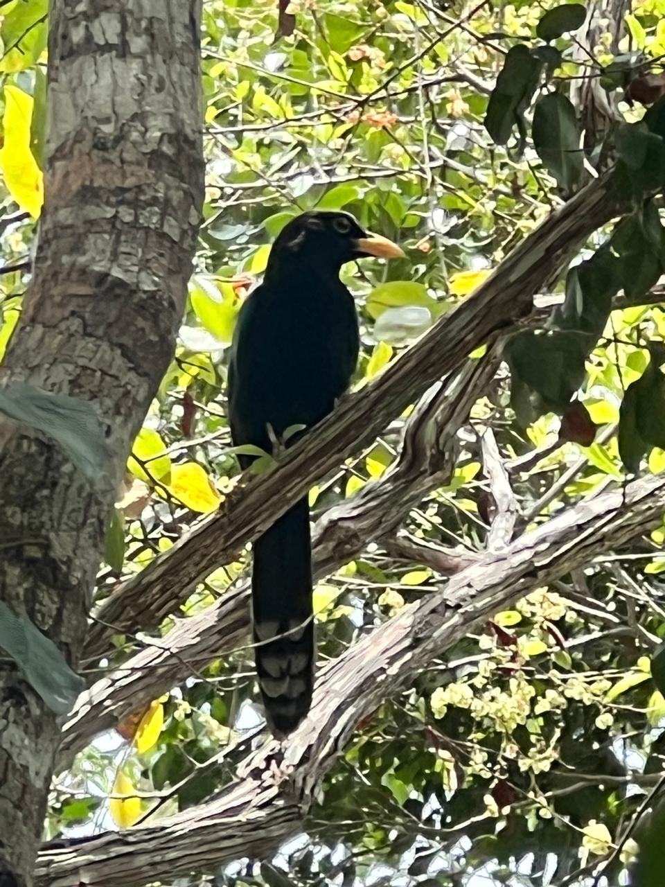 Dark bird with a pale bill perched among jungle branches