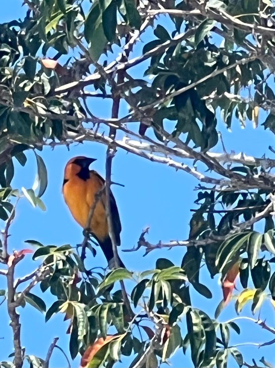 Orange-and-black bird perched among the canopy branches