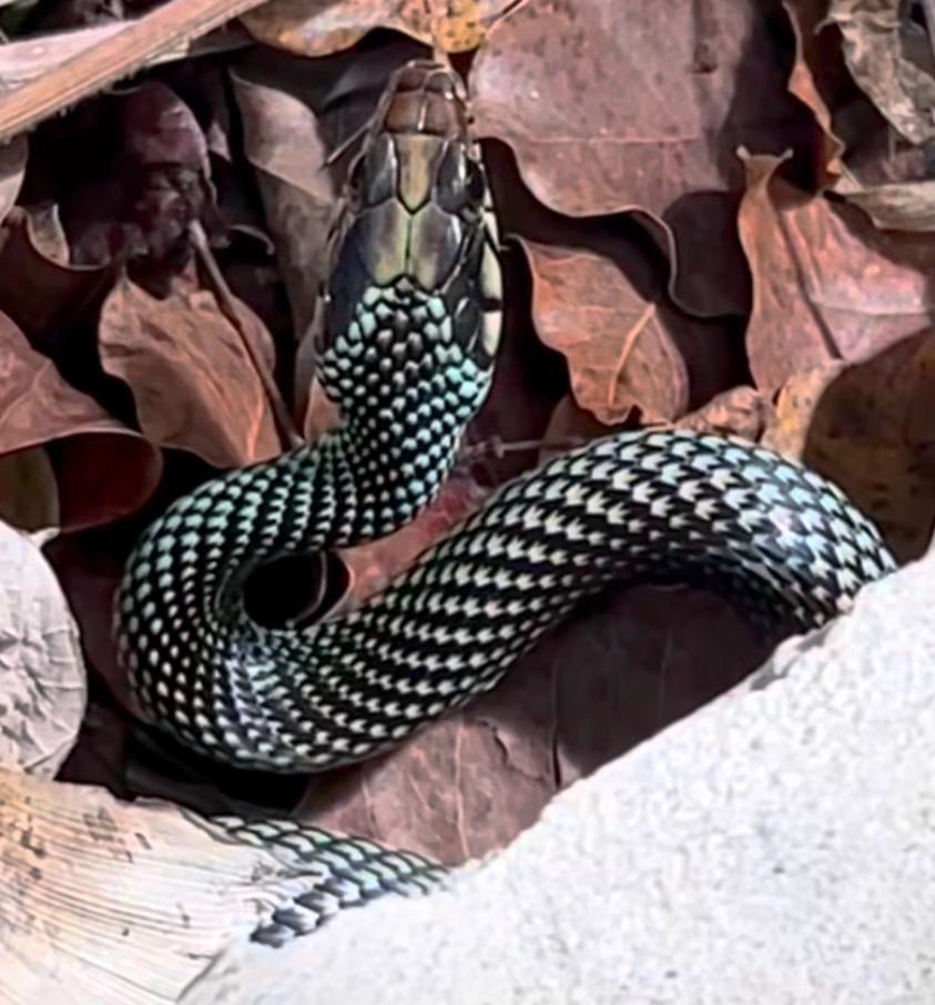 Patterned snake resting among garden leaves