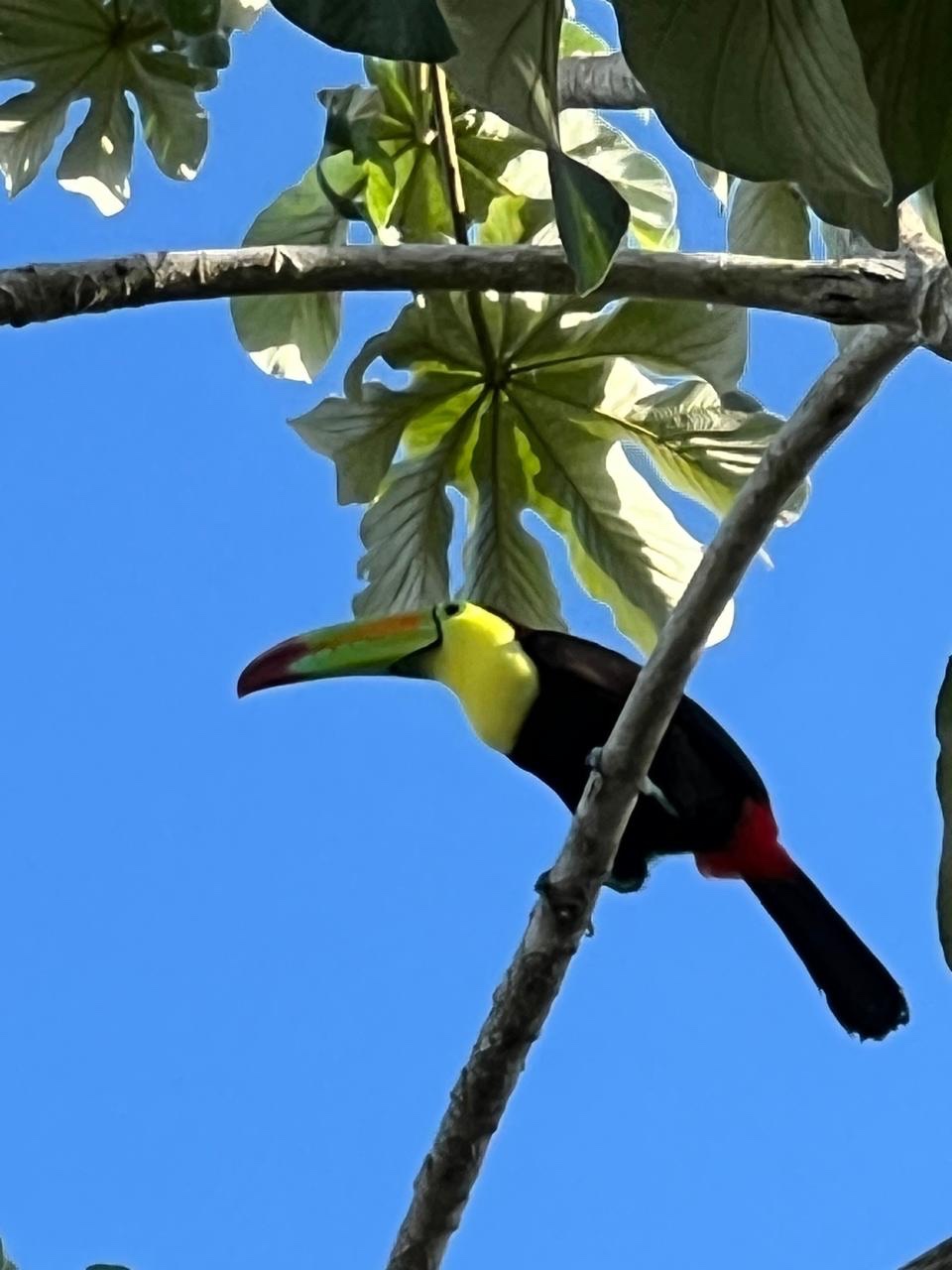 Keel-billed toucan perched against the blue sky