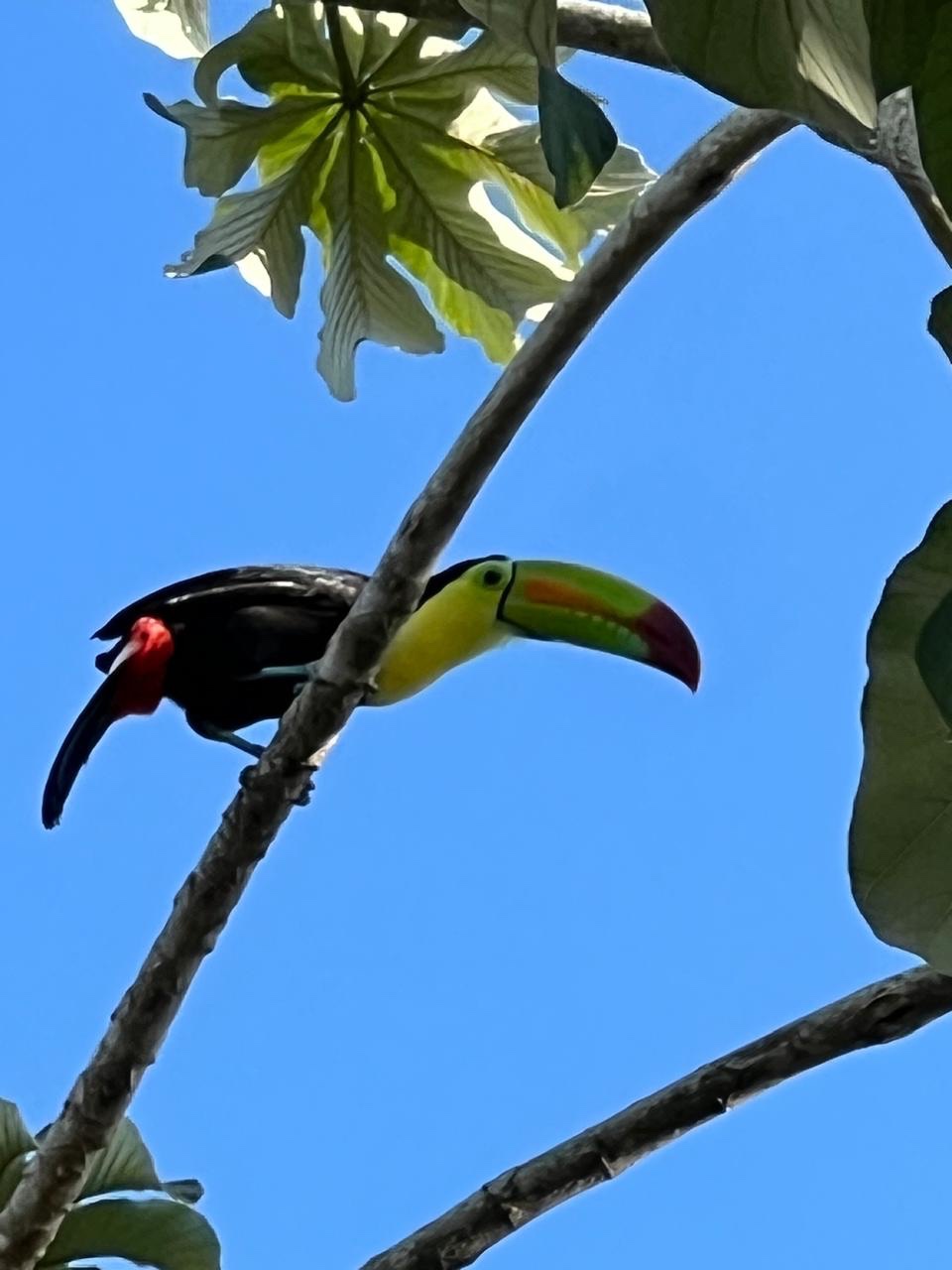 Keel-billed toucan leaning forward on a jungle branch