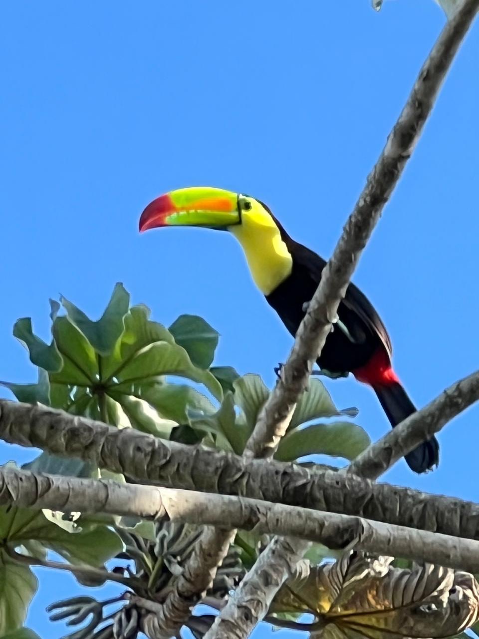 Keel-billed toucan showing its colorful bill in the canopy